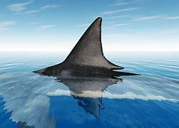 Image result for Fins Up Shark