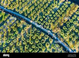 Image result for Olive Tree Aerial View