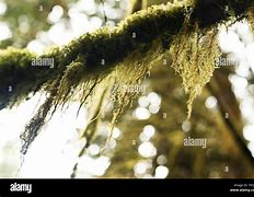 Image result for Moss-Covered Yard