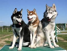 Image result for Anjing Husky