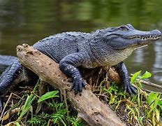 Image result for Sigma Alligator