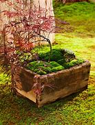 Image result for Moss Dish Garden