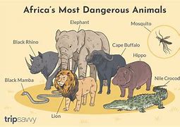 Image result for Dangerous African Animals