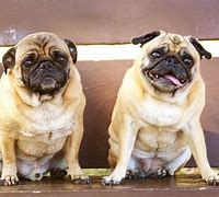 Image result for Tipos De Pug