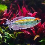 Image result for Congo Tetra