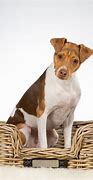 Image result for Short Hair Terrier