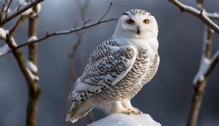 Image result for Snow Owl Sigil