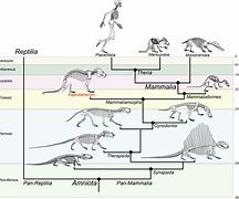 Image result for Reptile Phylogenetic Tree