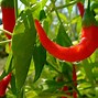 Image result for Big Bowl of Chili Clip Art