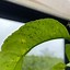 Image result for Black Bugs On Lemon Tree