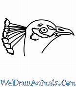 Image result for Peacock Face Cartoon