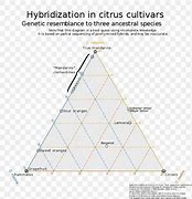 Image result for Citrust Triangle Grapefruit