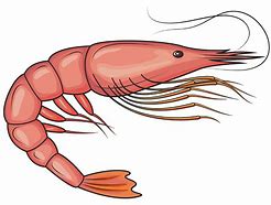 Image result for Shrimp Clip Art