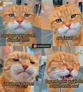 Image result for Muka Kucing Sedih Meme