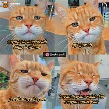 Image result for Kucing Kepala Botak Meme