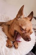 Image result for Chihuahua the Yapping