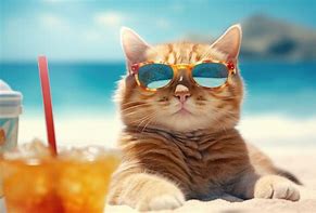 Image result for Easy Cat with Sunglasses