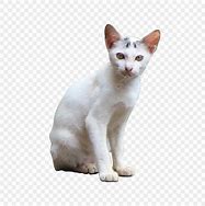 Image result for White Cat Decal