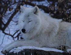 Image result for Where Do Wolves Sleep