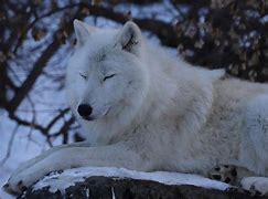 Image result for Wolf Dog Sleep