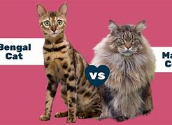 Image result for Bengal Maine Coon Cat