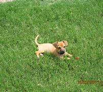 Image result for Chiweenie Dog