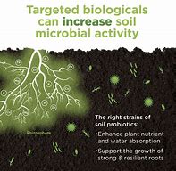 Image result for Soil Microbes