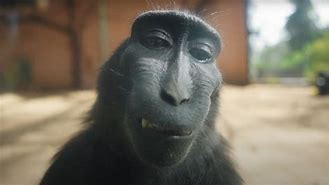 Image result for Rizz Monkye