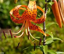 Image result for Lilium Tigrinum