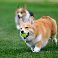 Image result for Corgi Give Birt