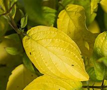 Image result for Neon Burst Dogwood Shrub