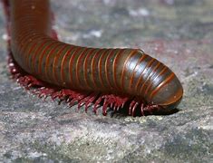 Image result for Millipede Species