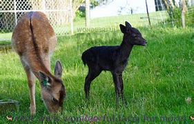 Image result for Melainaic Deer