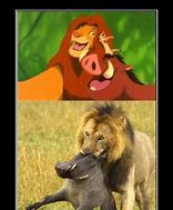 Image result for Lion Habitat Meme