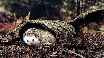 Image result for Baby Hedgehog Wallpaper