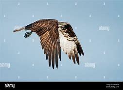 Image result for Adult Osprey Flight