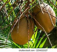 Image result for Coconut Planting in Sri Lanka