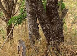 Image result for hiding animals