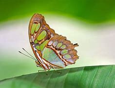 Image result for Amazing Butterflies