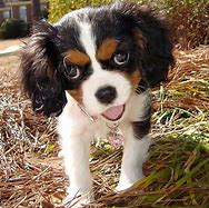 Image result for Top 10 Dog Breeds AKC