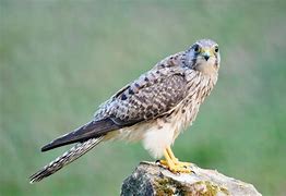 Image result for Common Kestrel Female