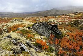 Image result for Arctic Tundra Biome Climate