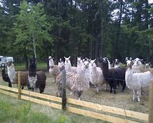 Image result for Llama Herd