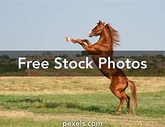 Image result for Majestic Horse Names