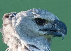 Image result for Harpy Eagle Beak