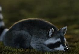 Image result for Wild Raccoon