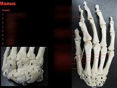 Image result for Manus Region Anatomy