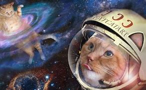 Image result for Space Cat Meme