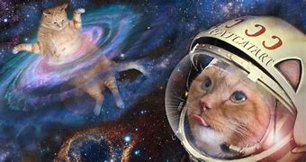 Image result for Space Cat and Taco Meme