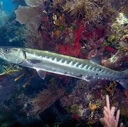 Image result for Barracuda Eating